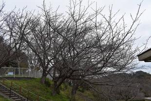 金沢動物園・金沢自然公園サクラ開花状況【2024.03.29】