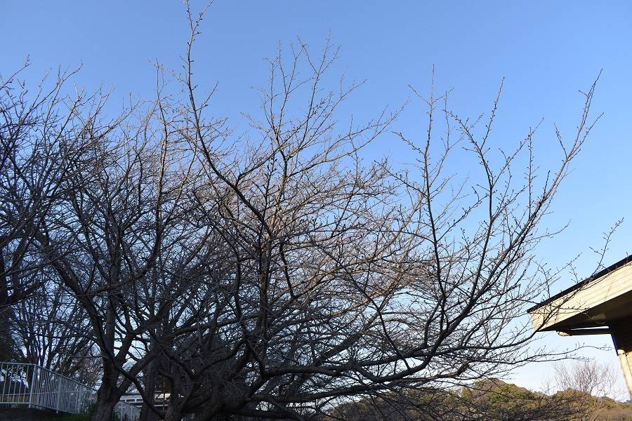 金沢動物園・金沢自然公園サクラ開花状況【2024.03.13】の写真