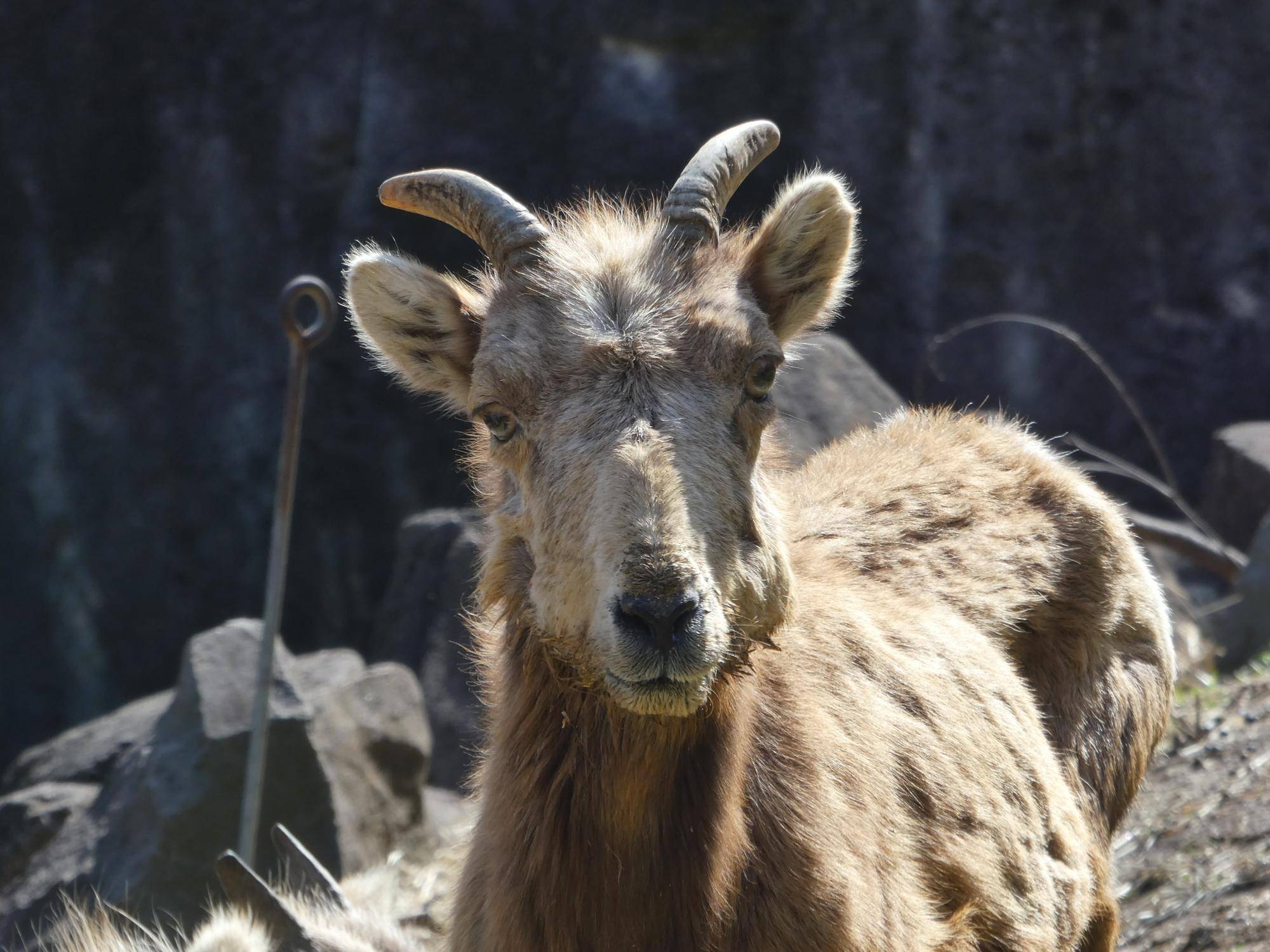 チャグが永眠しましたの写真