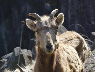 チャグが永眠しました