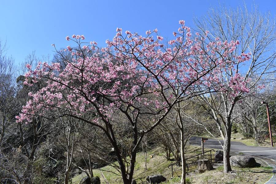 金沢動物園・金沢自然公園サクラ開花状況【2024.03.21】の写真