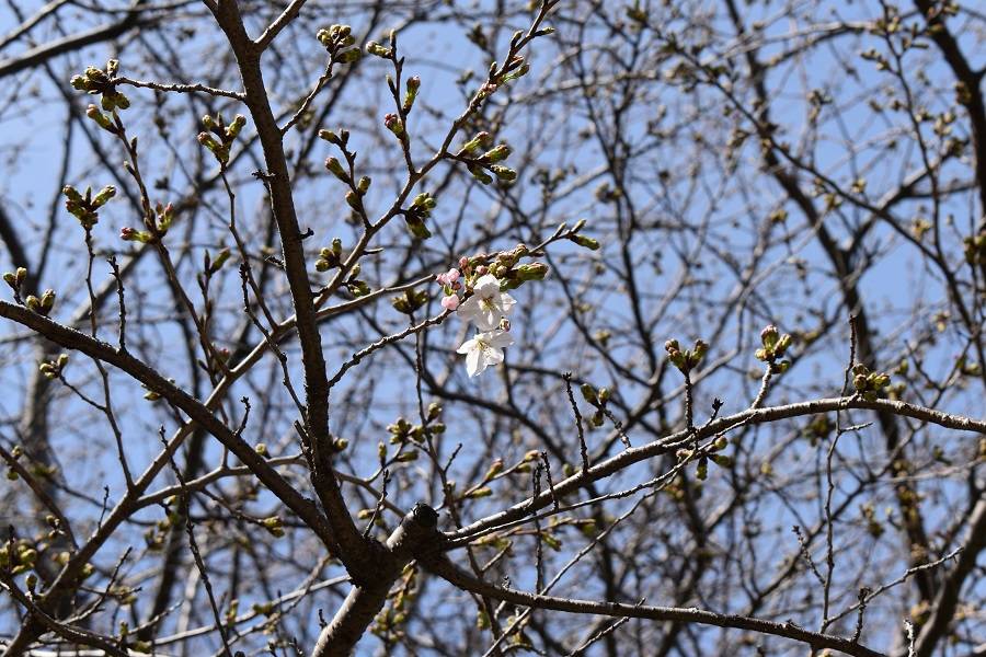 金沢動物園・金沢自然公園サクラ開花状況【2024.03.30】の写真