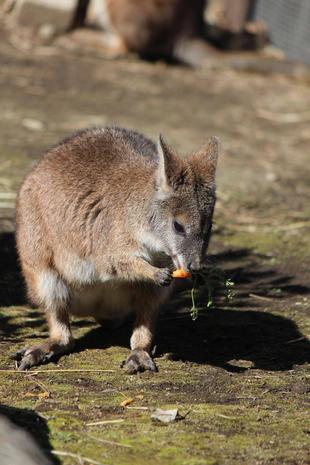 カンガルーブログ　小さなニンジン　パルマワラビー編