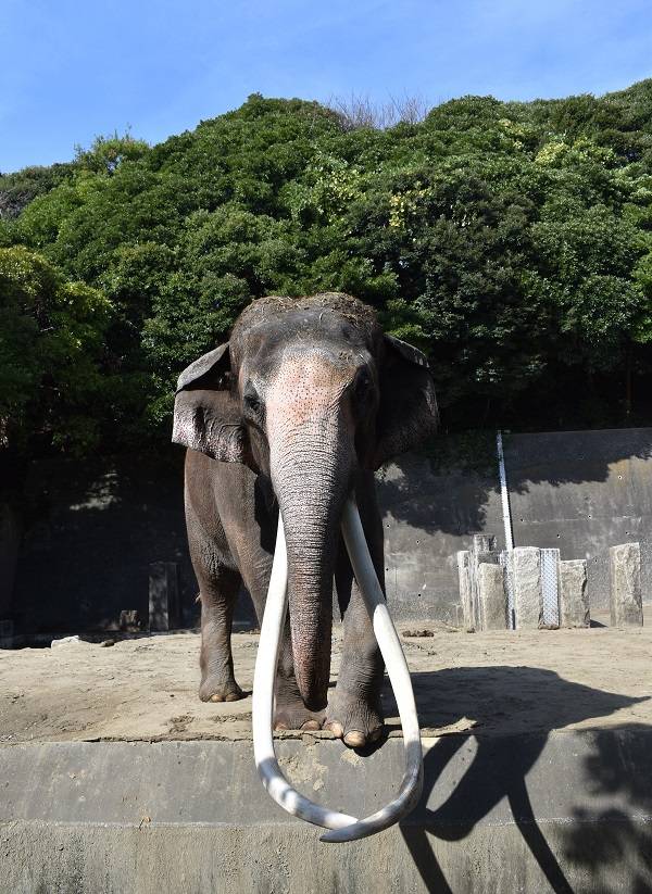 「絵本の動物に会いに行こう!」を開催しましたの写真