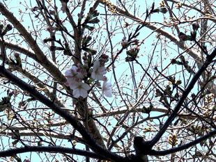 金沢動物園・金沢自然公園サクラ開花状況【2024.03.31】