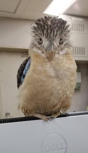 カワセミどこへ?