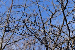 金沢動物園・金沢自然公園サクラ開花状況【2024.03.02】