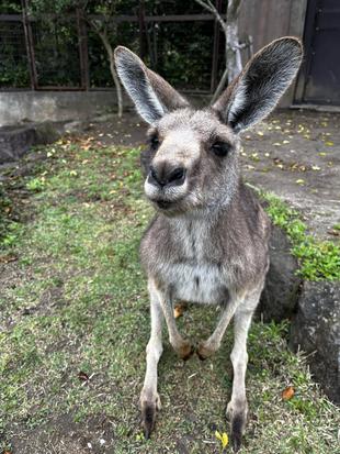  カンガルーブログ　個体識別は難しい？