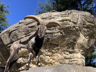 バーラルの捕獲と保定