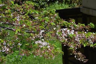 金沢動物園・金沢自然公園サクラ開花状況（基準木・動物園内）【2024.04.14】