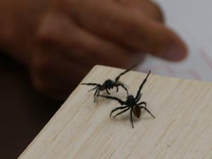 ホンチ実演会をやりました