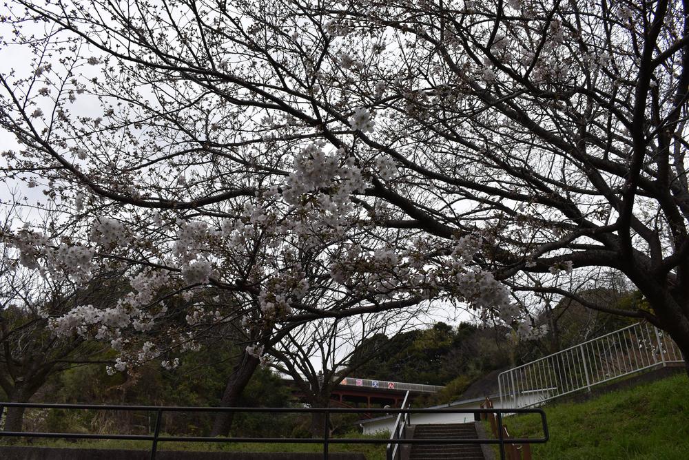 金沢動物園・金沢自然公園サクラ開花状況(ロングver.)【2024.04.03】の写真