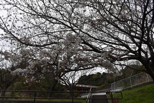 金沢動物園・金沢自然公園サクラ開花状況（ロングver.)【2024.04.03】