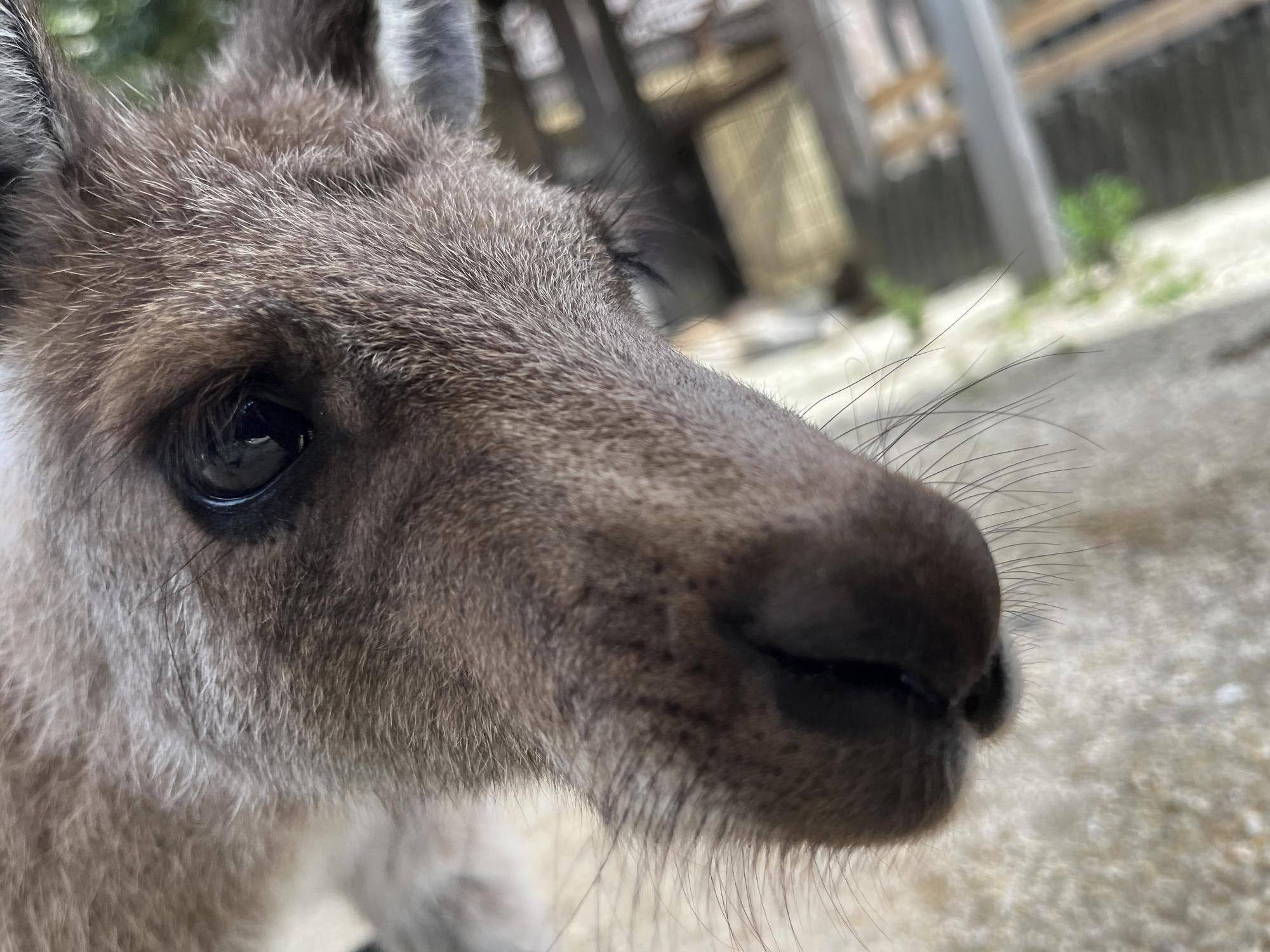 カンガルーブログ ちびっこ3頭の個体識別の写真