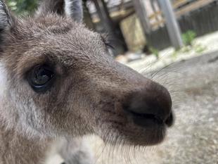 カンガルーブログ　ちびっこ3頭の個体識別