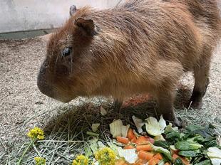 キズナ、ありがとうございました。