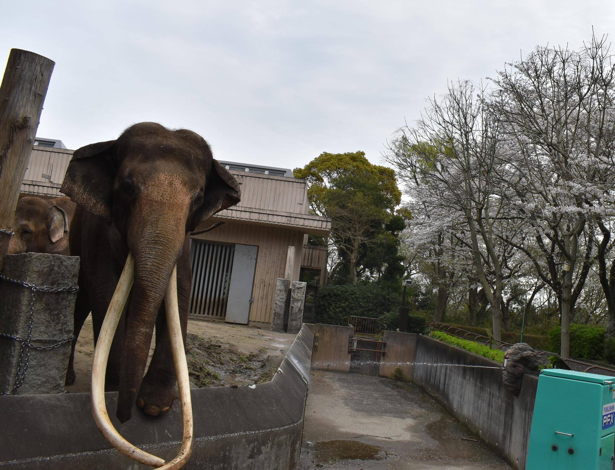 金沢動物園・金沢自然公園サクラ開花状況(基準木・動物園内)【2024.04.08】 の写真