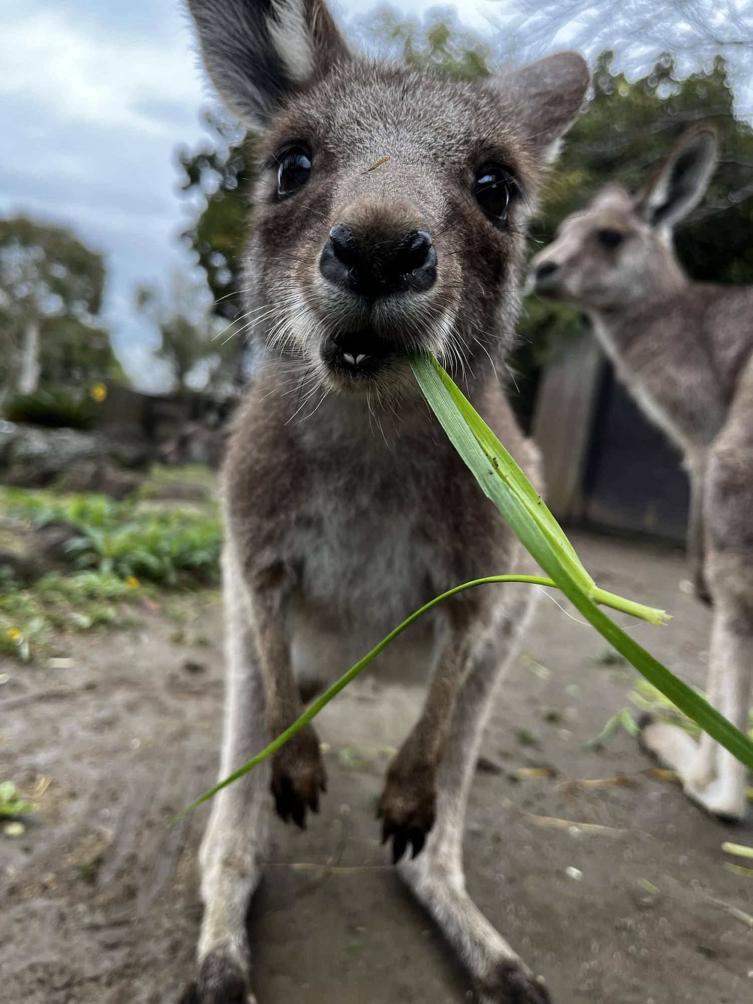 カンガルーブログ イジュとカゴの写真