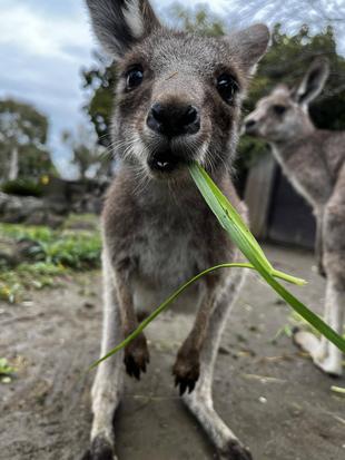 カンガルーブログ　イジュとカゴ