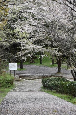 金沢動物園・金沢自然公園サクラ開花状況（基準木・動物園内・バーベキュー広場）【2024.04.10】