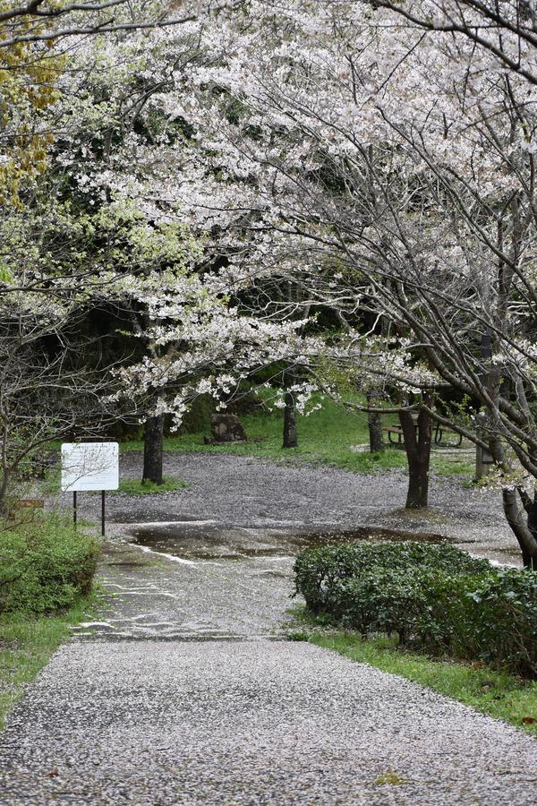 金沢動物園・金沢自然公園サクラ開花状況(基準木・動物園内・バーベキュー広場)【2024.04.10】の写真