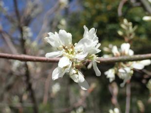 ジューンベリー・ハナイカダ・ニチリンソウ