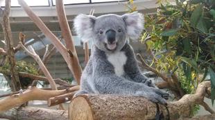 たんぽぽが4歳になりました!