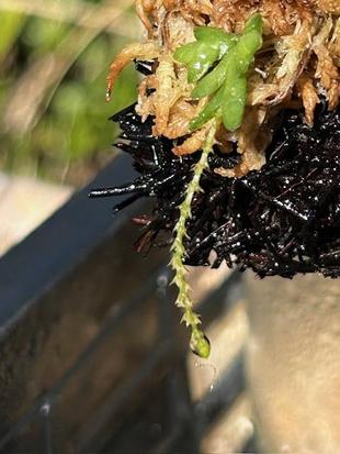 ヨウラクランの人工授粉　結果発表