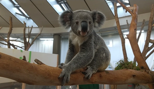 ハリーが2歳になりました!