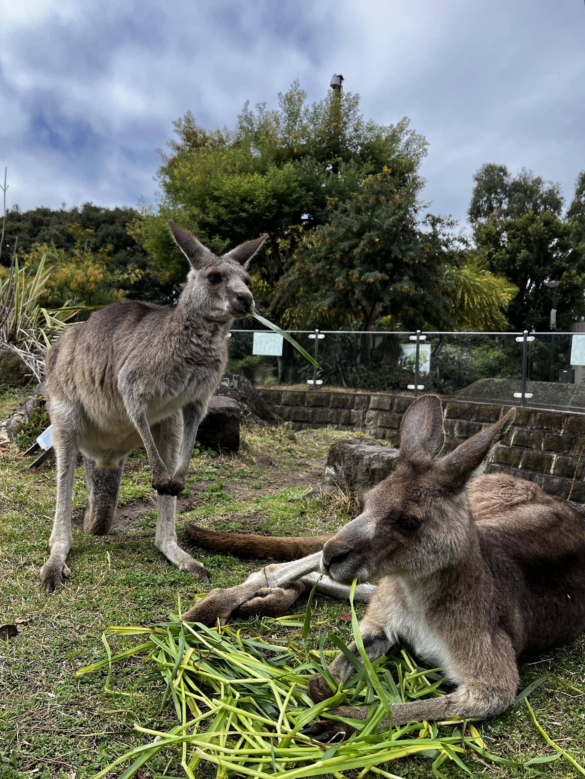 カンガルーブログ すっかり春の陽気ですの写真