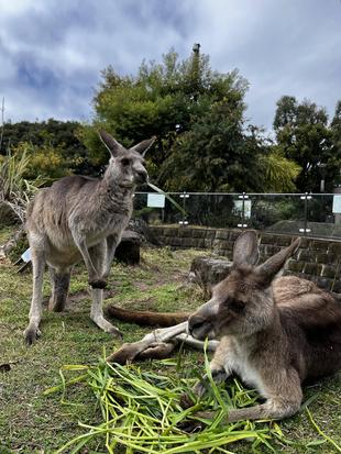 カンガルーブログ　すっかり春の陽気です