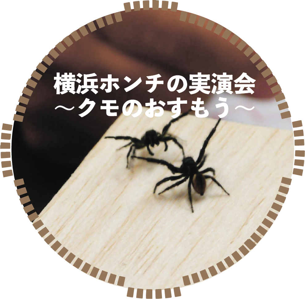  横浜ホンチの実演会～クモのおすもう～の写真