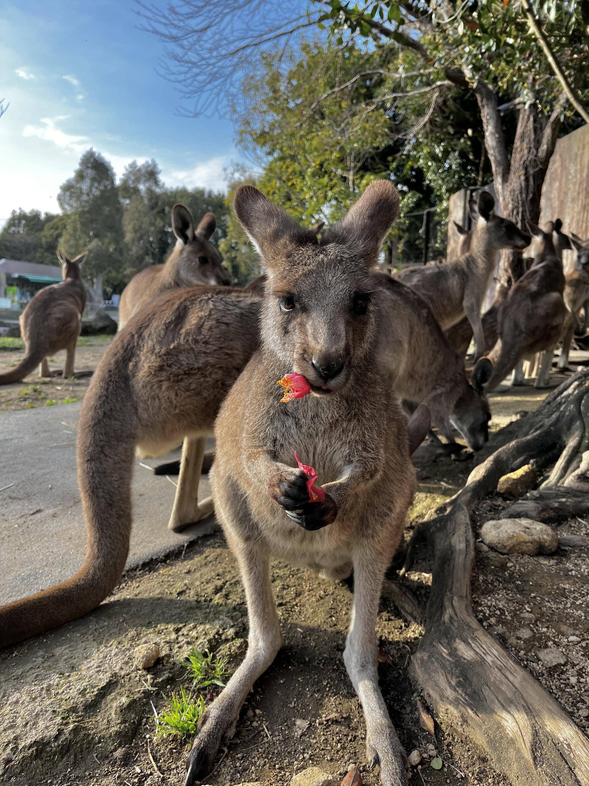 カンガルーブログ カンガルーとツバキの写真