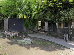 カンガルーブログ 日陰を拡大中!