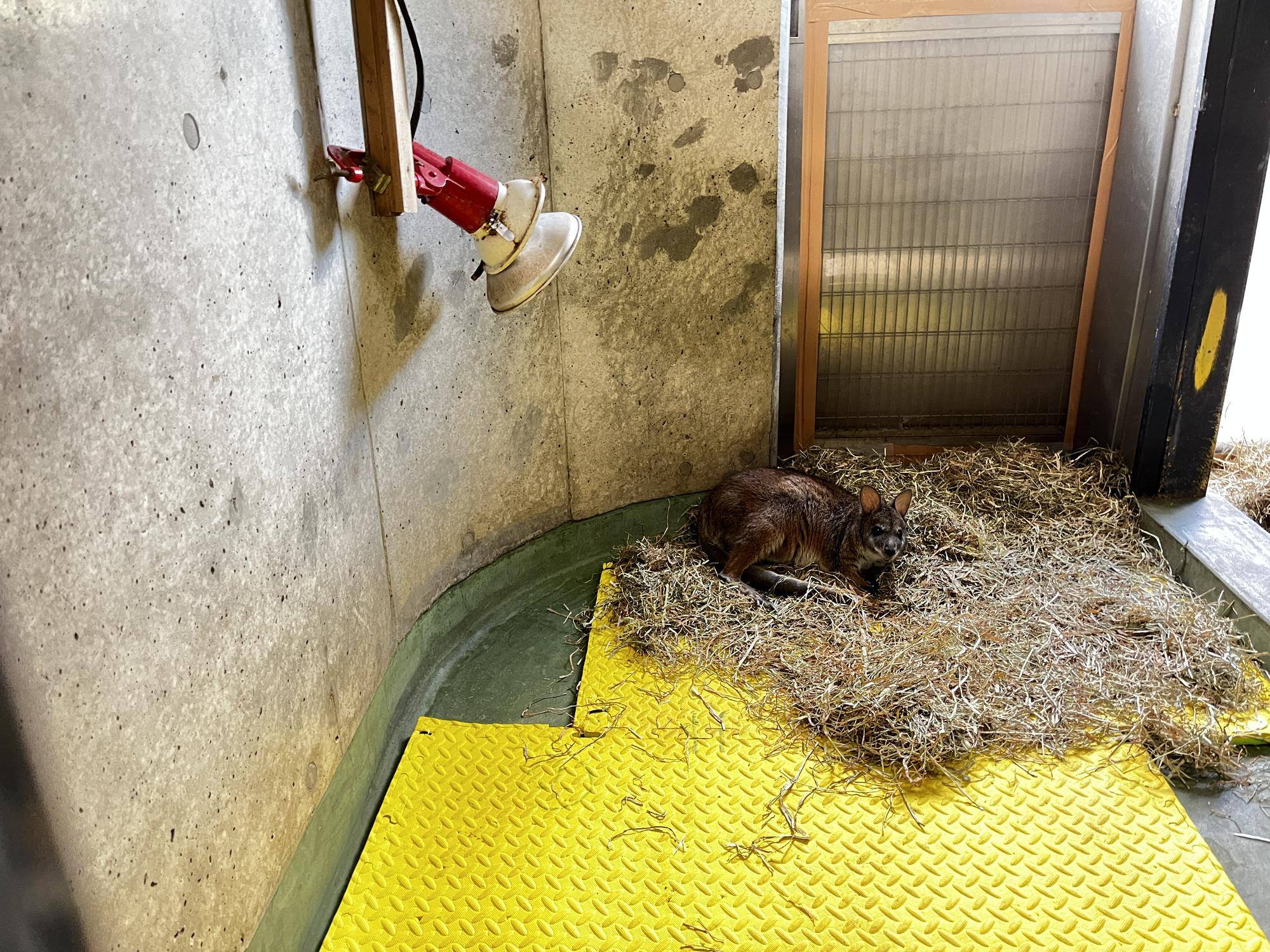 カンガルーブログ番外編 パルマワラビーはまだぬくぬくしたい?の写真