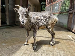 ウラン元気です