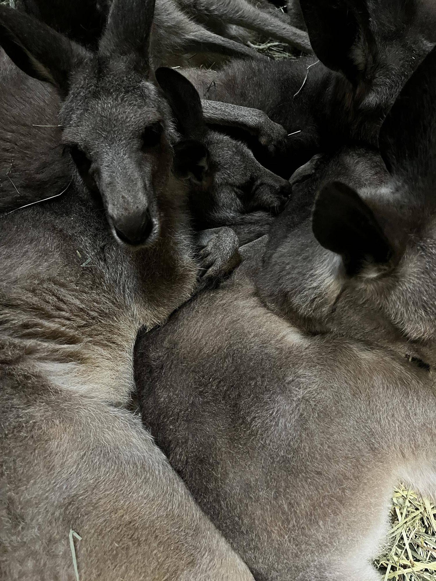 カンガルーブログ 雨の日のメスの寝室の写真