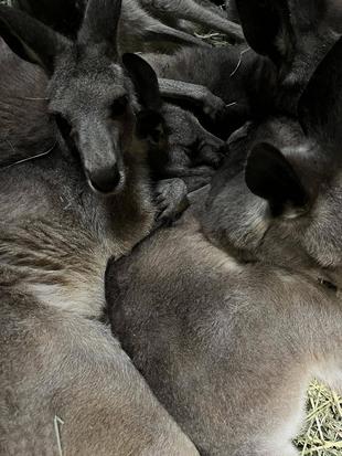 カンガルーブログ 雨の日のメスの寝室