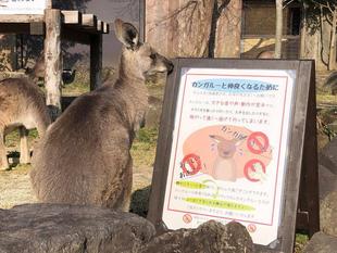 カンガルーブログ GW & 遠足シーズン到来のため、恒例のお願いです。カンガルーのウォークスルーではゆっくり静かにお願いします。