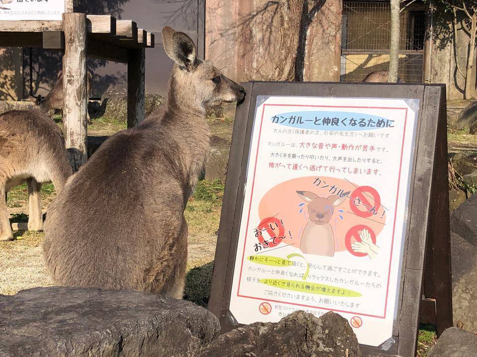 カンガルーブログ GW & 遠足シーズン到来のため、恒例のお願いです。カンガルーのウォークスルーではゆっくり静かにお願いします。の写真
