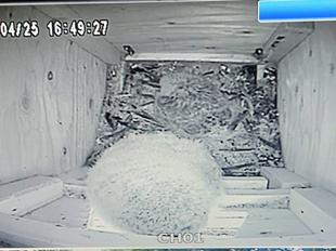 フクロウ(野生)巣立ち