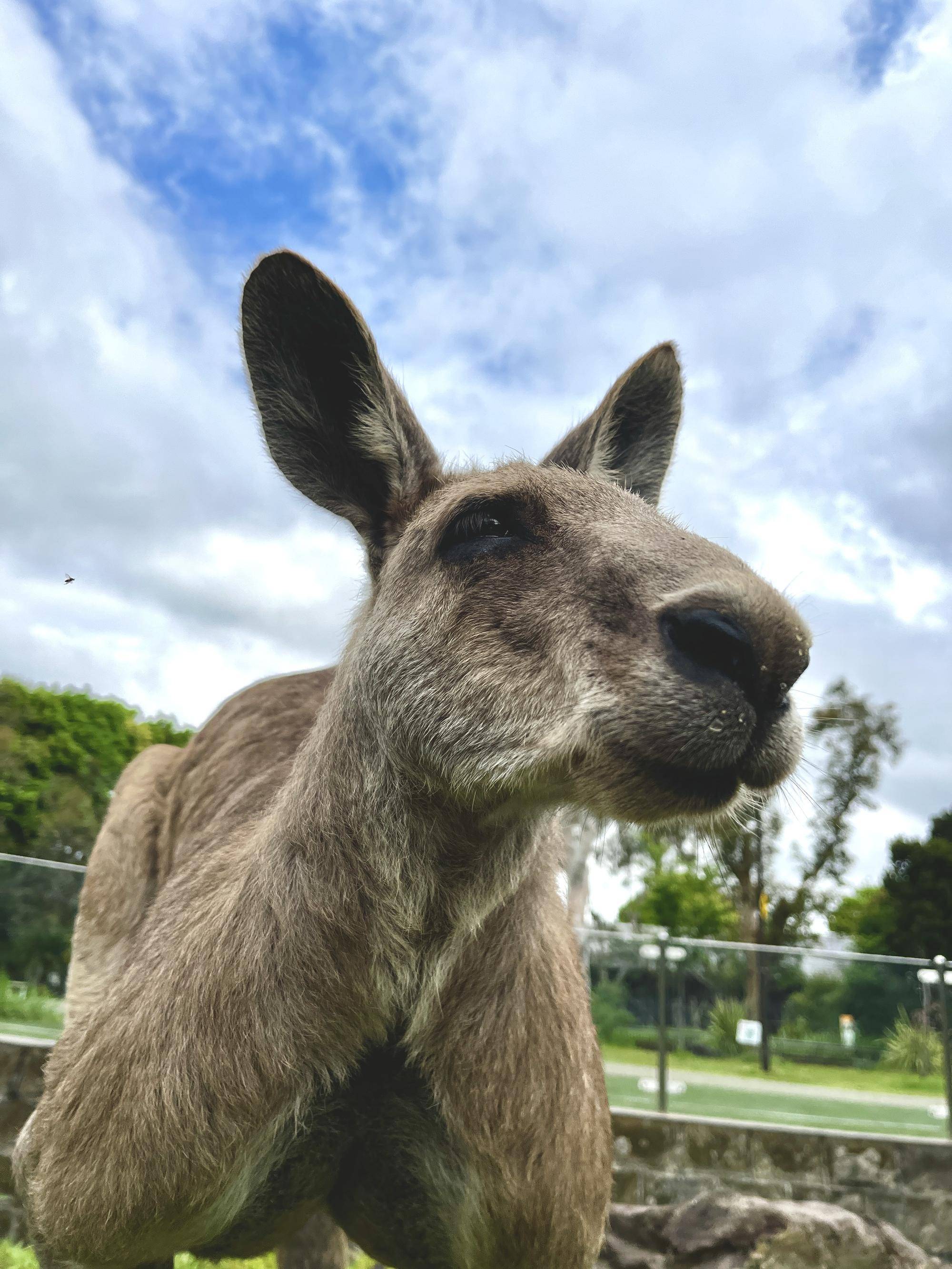 カンガルーブログ 個体識別オス編 ダイフクの写真