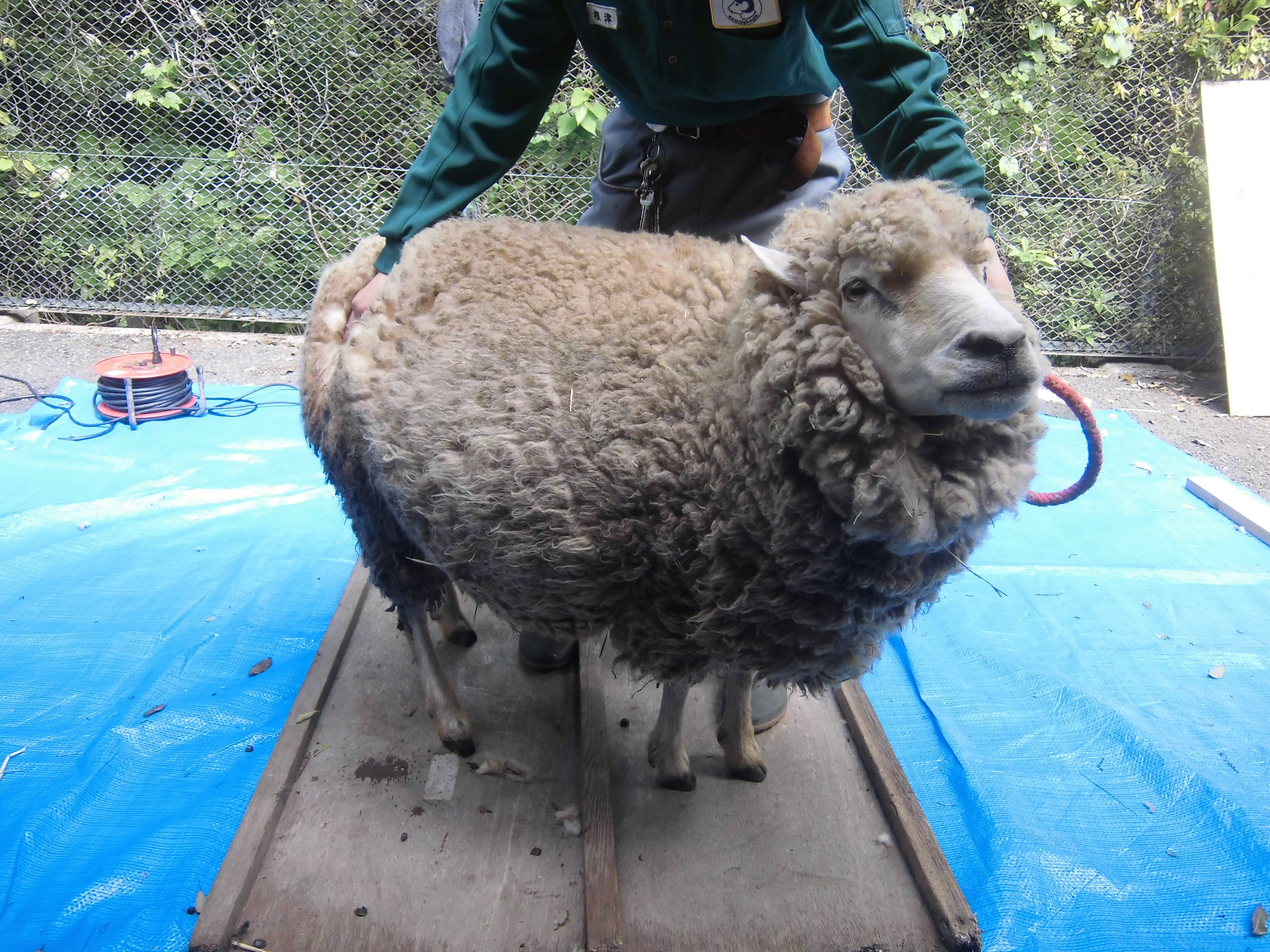 🐑🐑ヒツジの毛刈り2025🐑🐑の写真