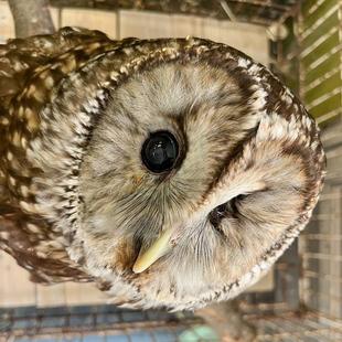 病院のアイドル、フウ