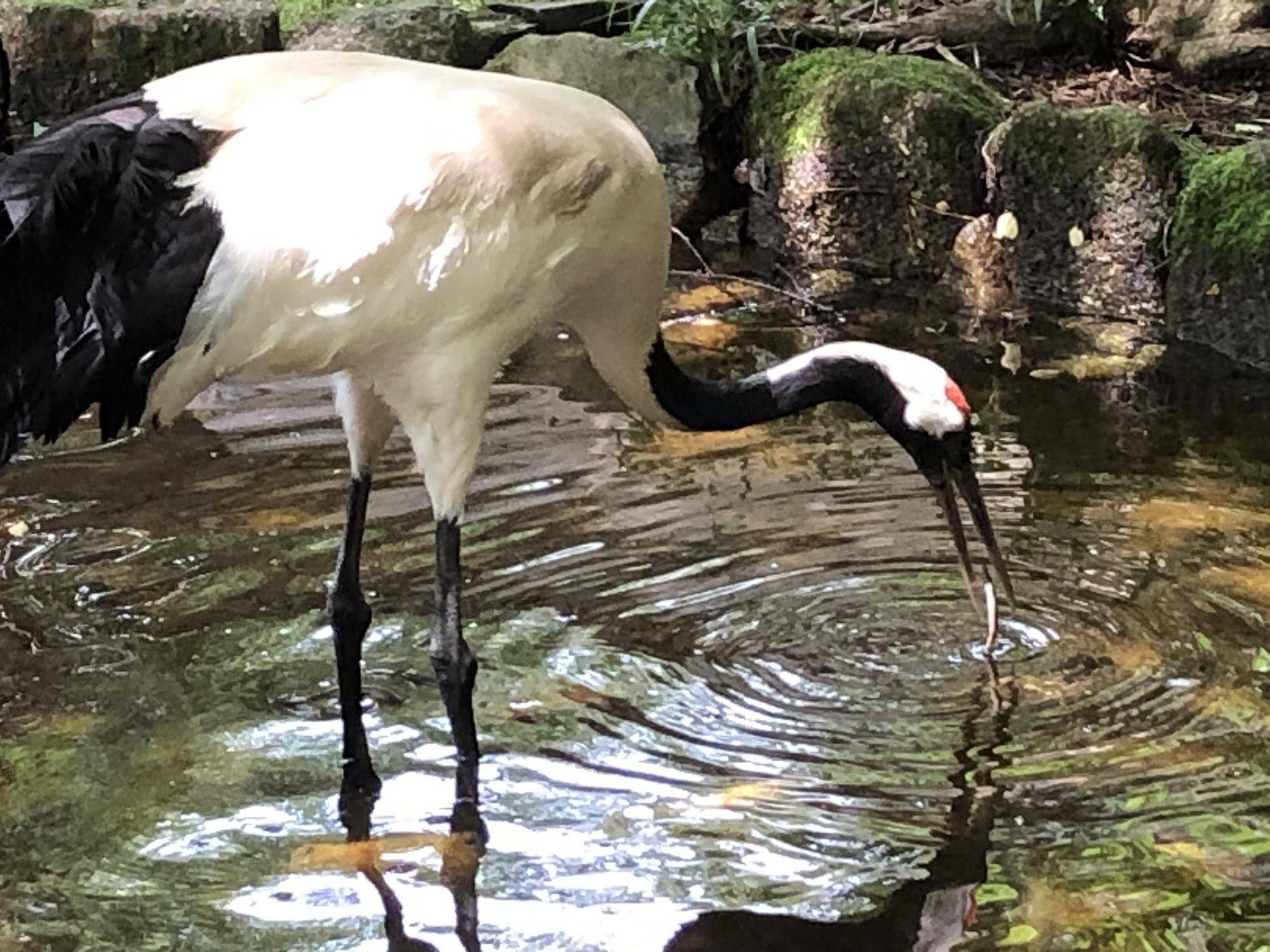 金沢動物園のタンチョウ33のコト①の写真