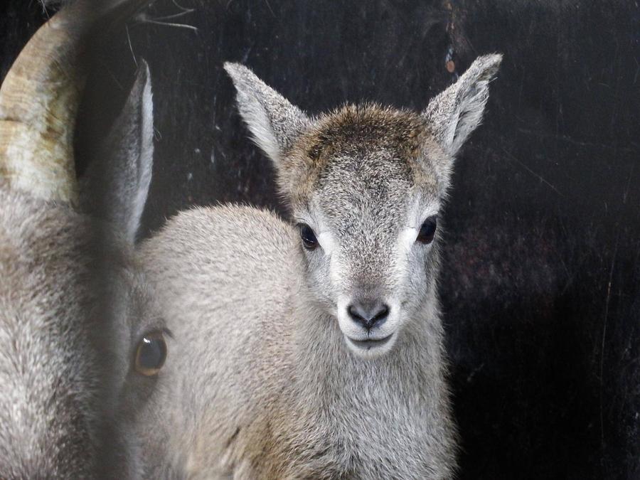 【記者発表】スーチョワンバーラルの赤ちゃんが誕生しました。の写真