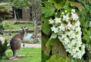 カンガルーと梅雨の花