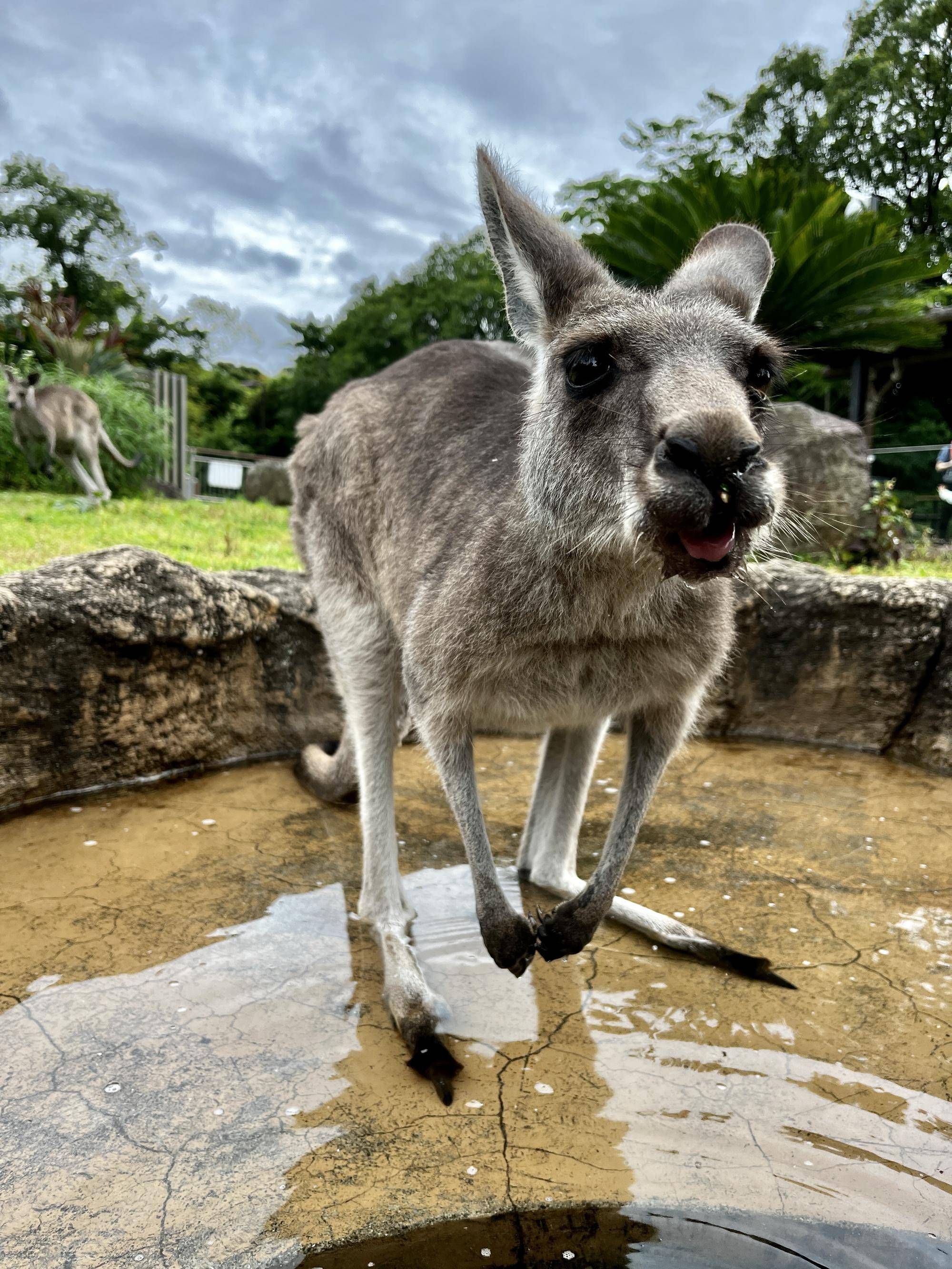 カンガルーブログ 期間限定夏用の大きな水飲み場はプールですの写真