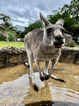 カンガルーブログ 期間限定夏用の大きな水飲み場はプールです