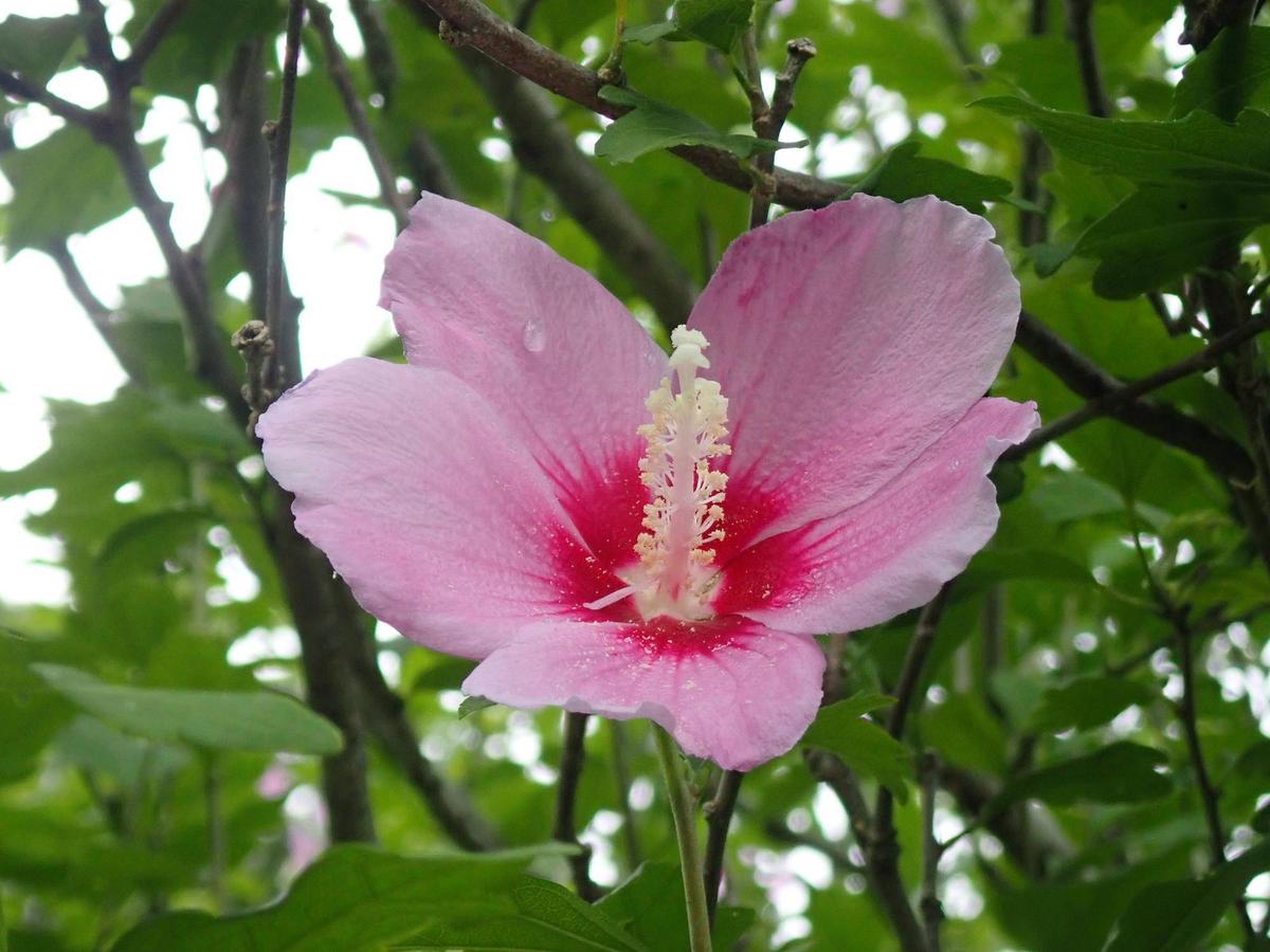【超特価】 ムクゲ|花情報｜ブログ|金沢動物園公式サイト｜公益財団法人 国文学研究